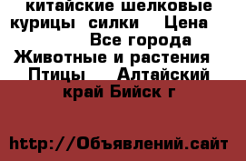 китайские шелковые курицы (силки) › Цена ­ 2 500 - Все города Животные и растения » Птицы   . Алтайский край,Бийск г.